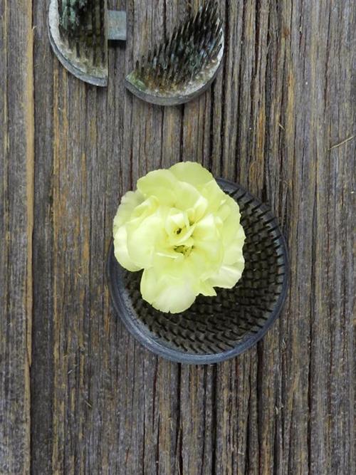 XANTHE  YELLOW MINI CARNATIONS